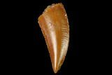 Serrated, Raptor Tooth - Real Dinosaur Tooth #154803-1